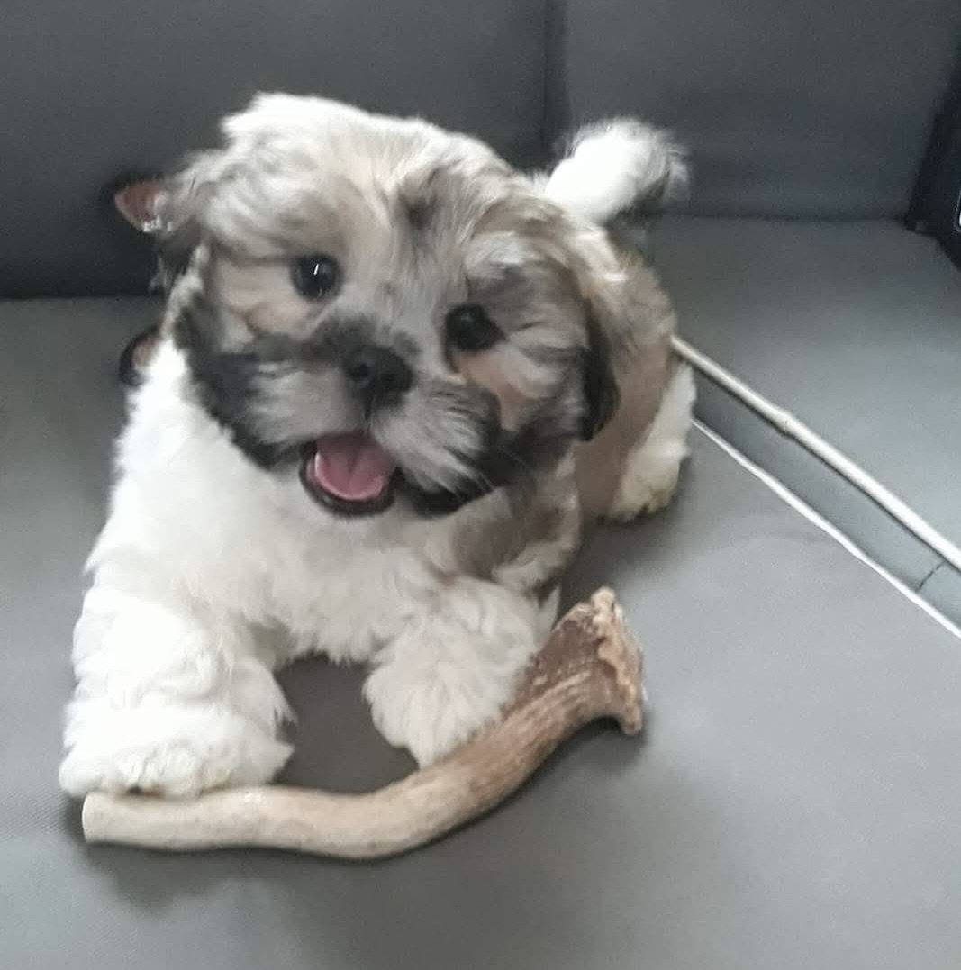 A playful puppy with a favorite chew toy