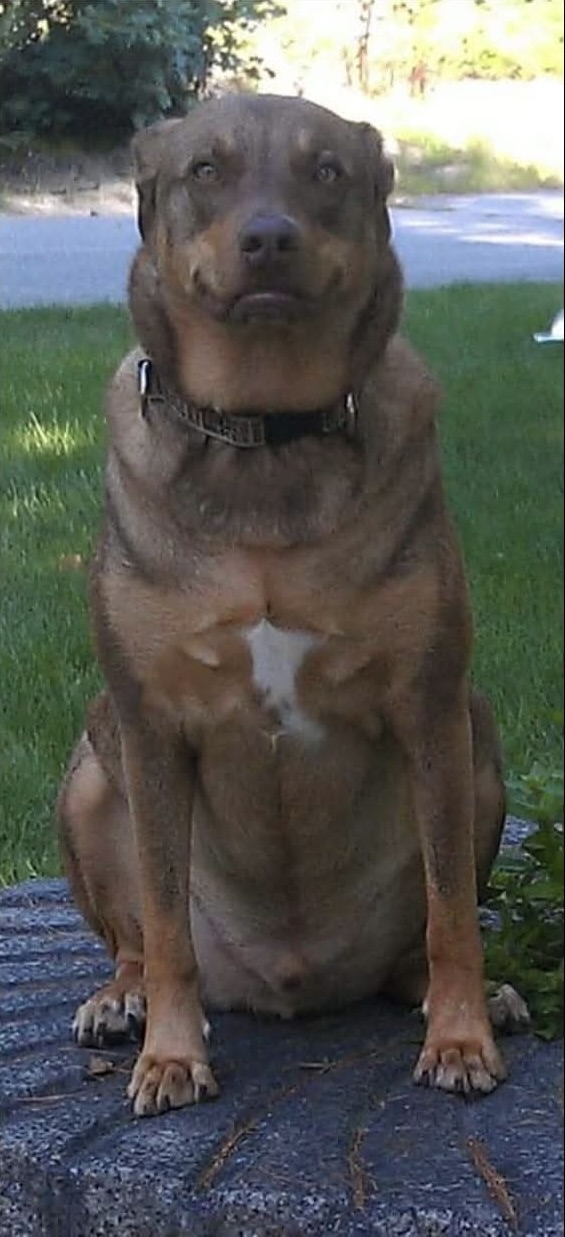 A happy dog relaxing outside